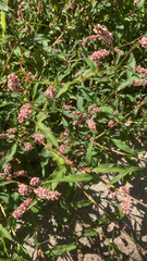 Persicaria maculosa