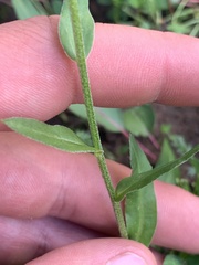 Erigeron glacialis glacialis
