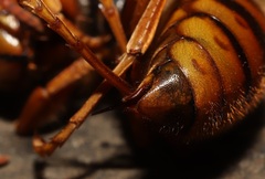 Vespa simillima xanthoptera
