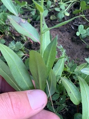 Erigeron glacialis glacialis