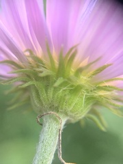 Erigeron glacialis glacialis