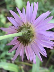 Erigeron glacialis glacialis