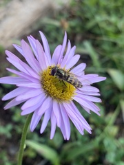 Erigeron glacialis glacialis