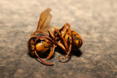 Vespa simillima xanthoptera