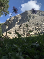 Erigeron glacialis glacialis