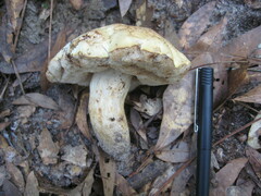 Tylopilus rhodoconius