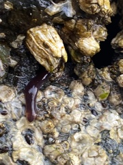 Nemalion elminthoides