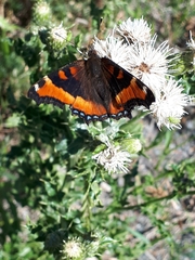 Aglais milberti viola
