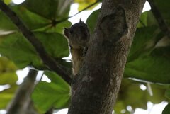 Sciurus variegatoides helveolus