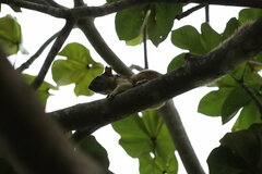 Sciurus variegatoides helveolus