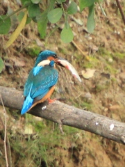 Alcedo atthis