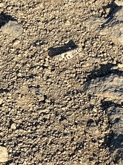 Dissosteira spurcata