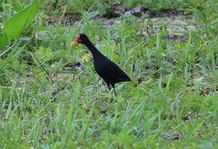 Jacana jacana hypomelaena