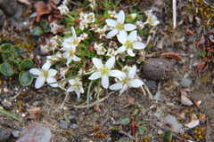Arenaria pseudofrigida