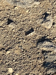 Dissosteira spurcata