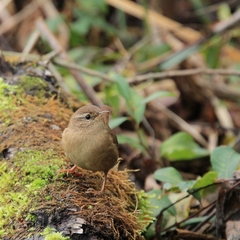 Troglodytes troglodytes