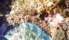 Symphodus caeruleus