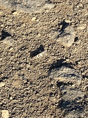 Dissosteira spurcata