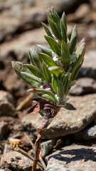 Polygonum cascadense