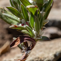 Polygonum cascadense
