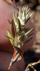 Polygonum cascadense