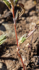 Polygonum cascadense