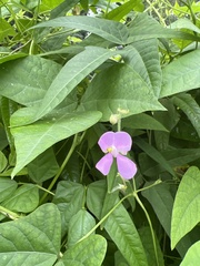 Phaseolus acutifolius