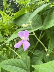 Phaseolus acutifolius