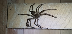 Heteropoda venatoria