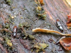 Rhizophagus bipustulatus