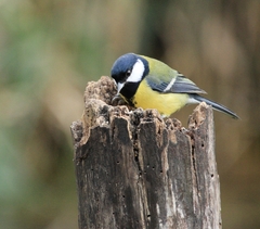 Parus major