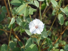 Convolvulus equitans
