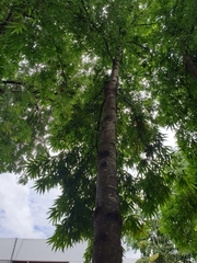 Polyalthia