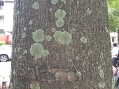 Polyalthia