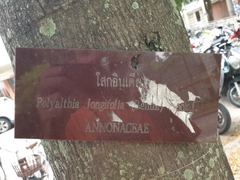 Polyalthia