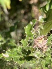 Dolycoris baccarum