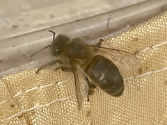 Apis mellifera