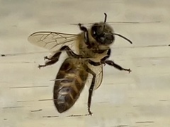 Apis mellifera