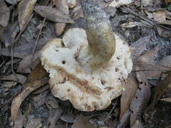 Tylopilus rhodoconius