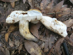 Tylopilus rhodoconius