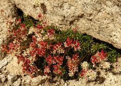 Saxifragales