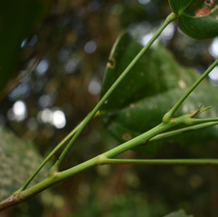 Franciscodendron laurifolium