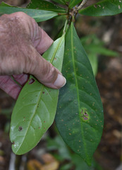 Codiaeum variegatum moluccanum