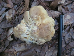 Tylopilus rhodoconius