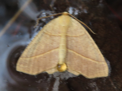 Destutia excelsa