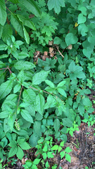 Phytolacca americana