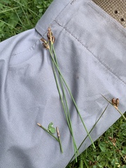 Juncus parryi