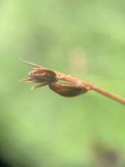 Juncus parryi