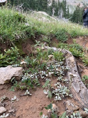 Antennaria alpina