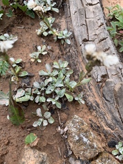 Antennaria alpina